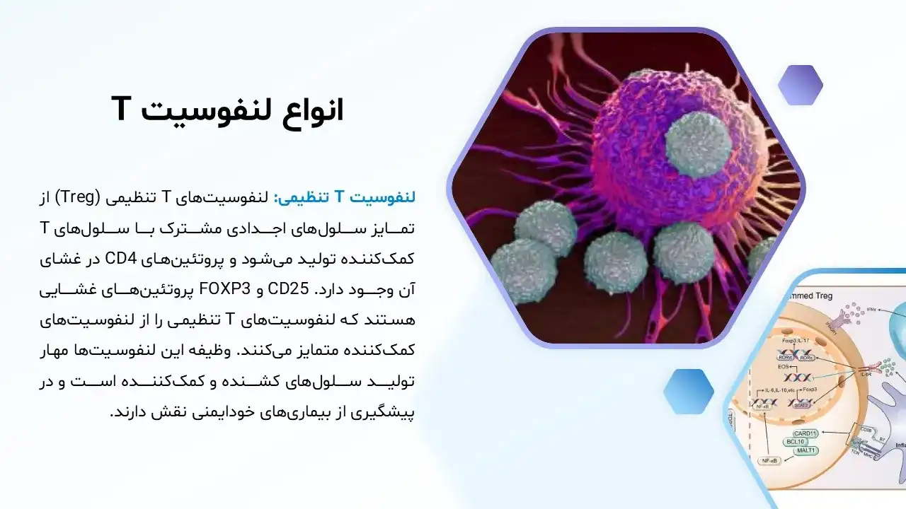 lymphocyte-t-powerpoint-07 پاورپوینت لنفوسیتT