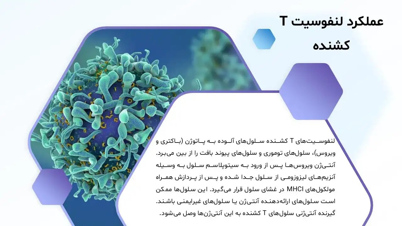 lymphocyte-t-powerpoint-08 پاورپوینت لنفوسیتT