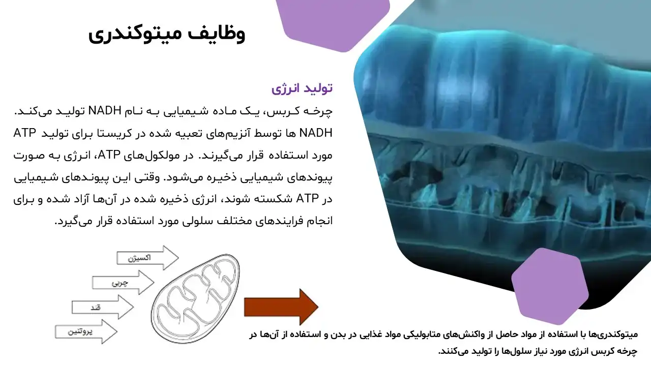 پاورپوینت میتوکندری
