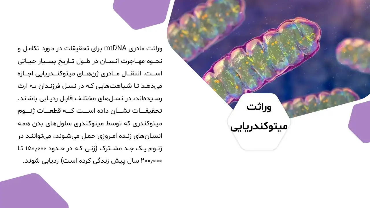 پاورپوینت میتوکندری