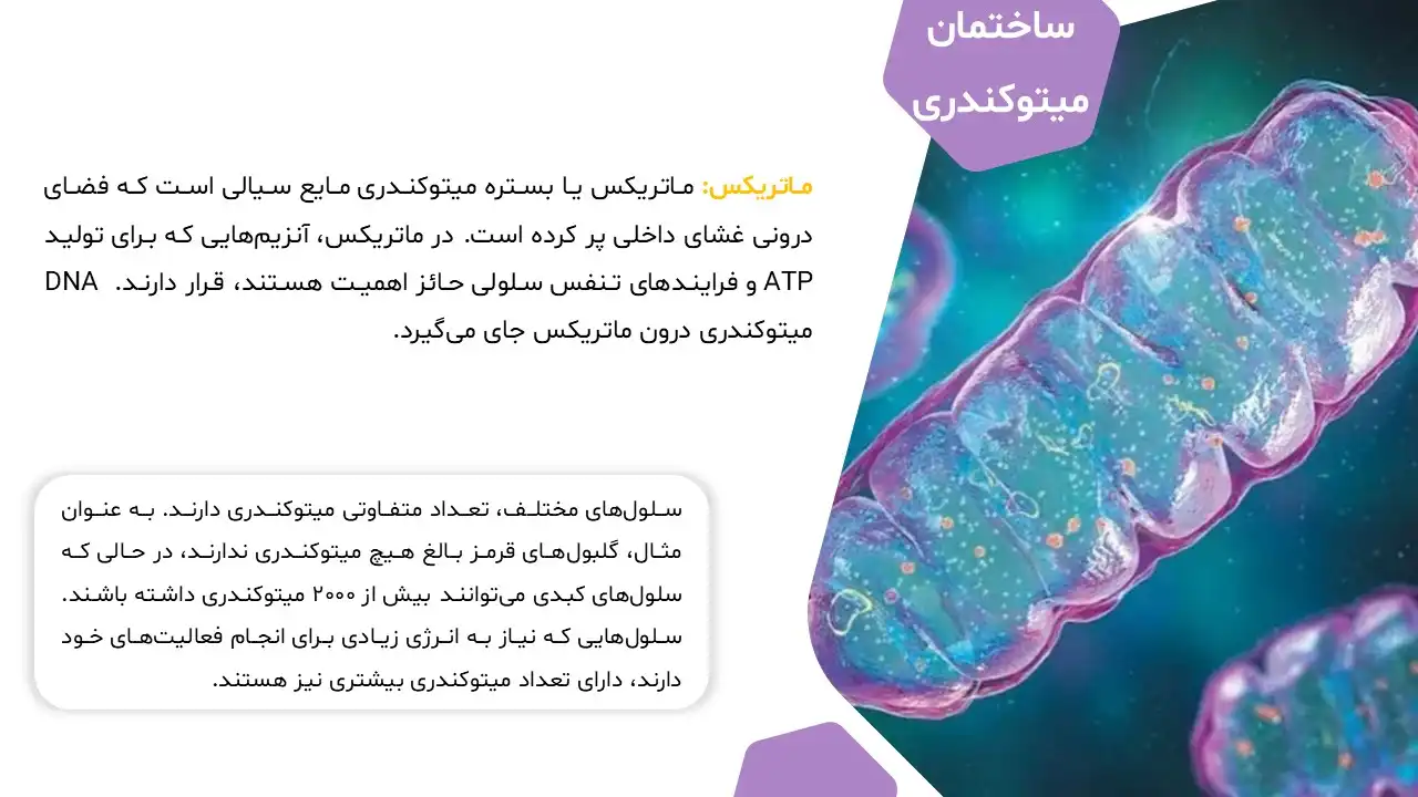 پاورپوینت میتوکندری
