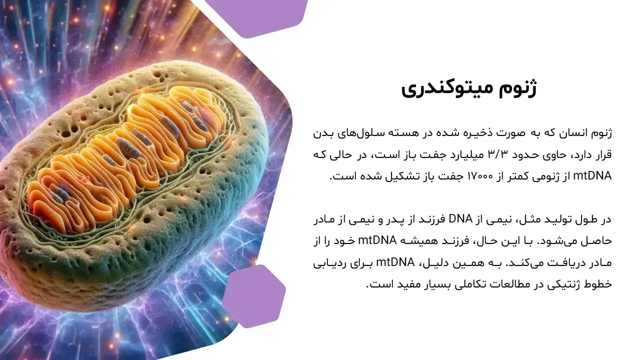 پاورپوینت میتوکندری