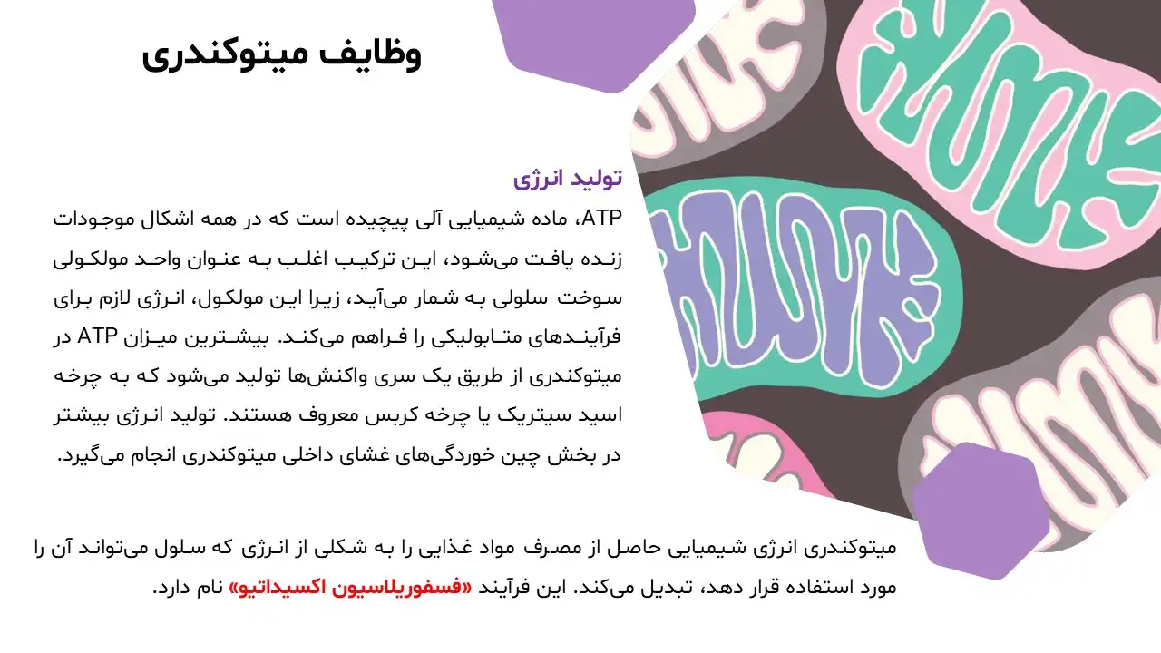 پاورپوینت میتوکندری