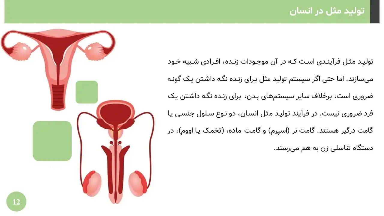 reproduction-powerpoint-05 پاورپوینت تولید مثل