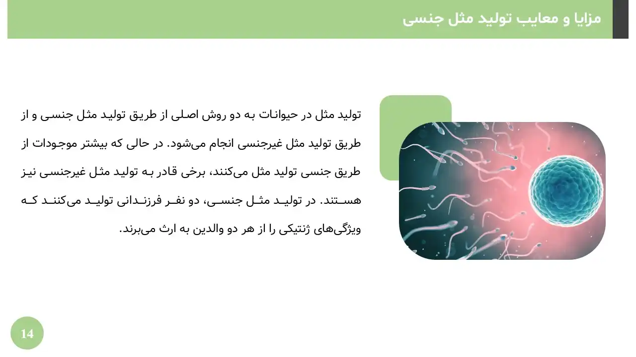 reproduction-powerpoint-06 پاورپوینت تولید مثل