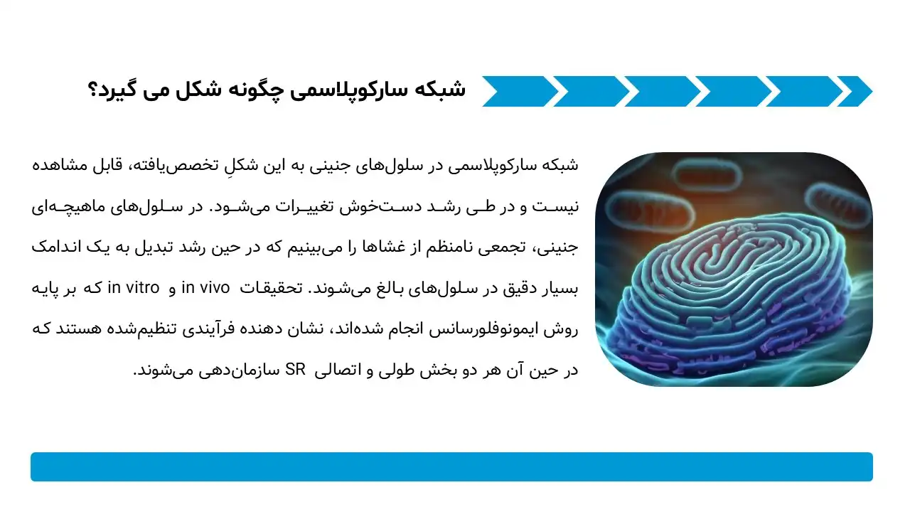 پاورپوینت شبکه سارکوپلاسمی