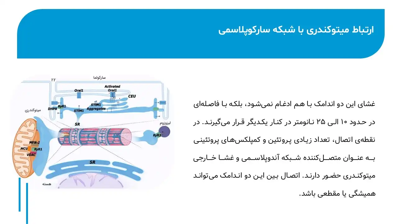 پاورپوینت شبکه سارکوپلاسمی