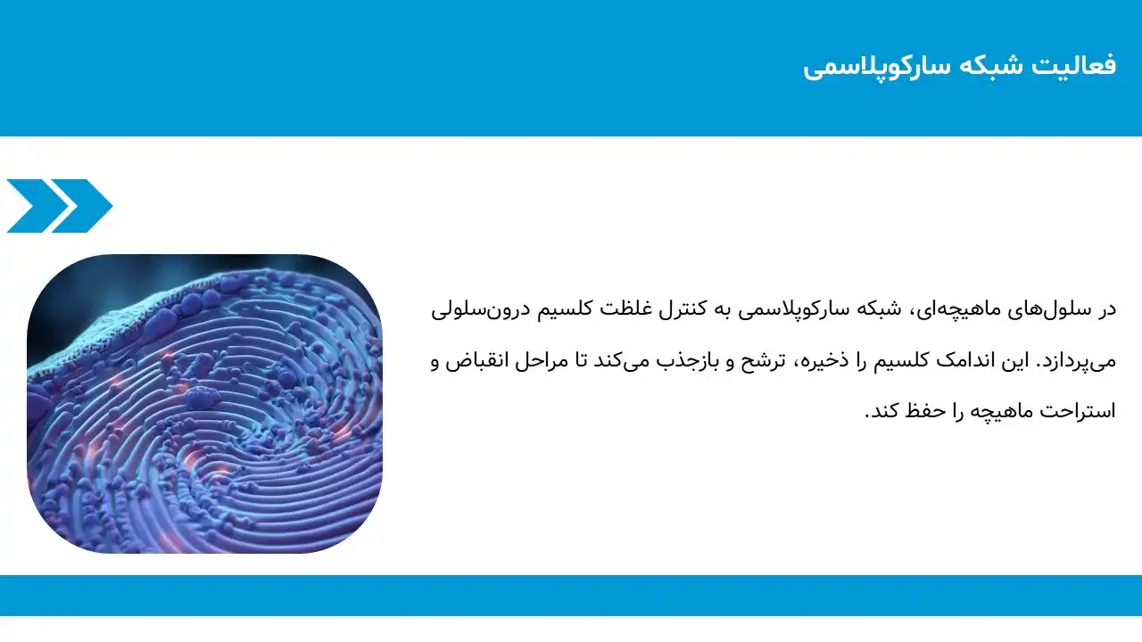 پاورپوینت شبکه سارکوپلاسمی