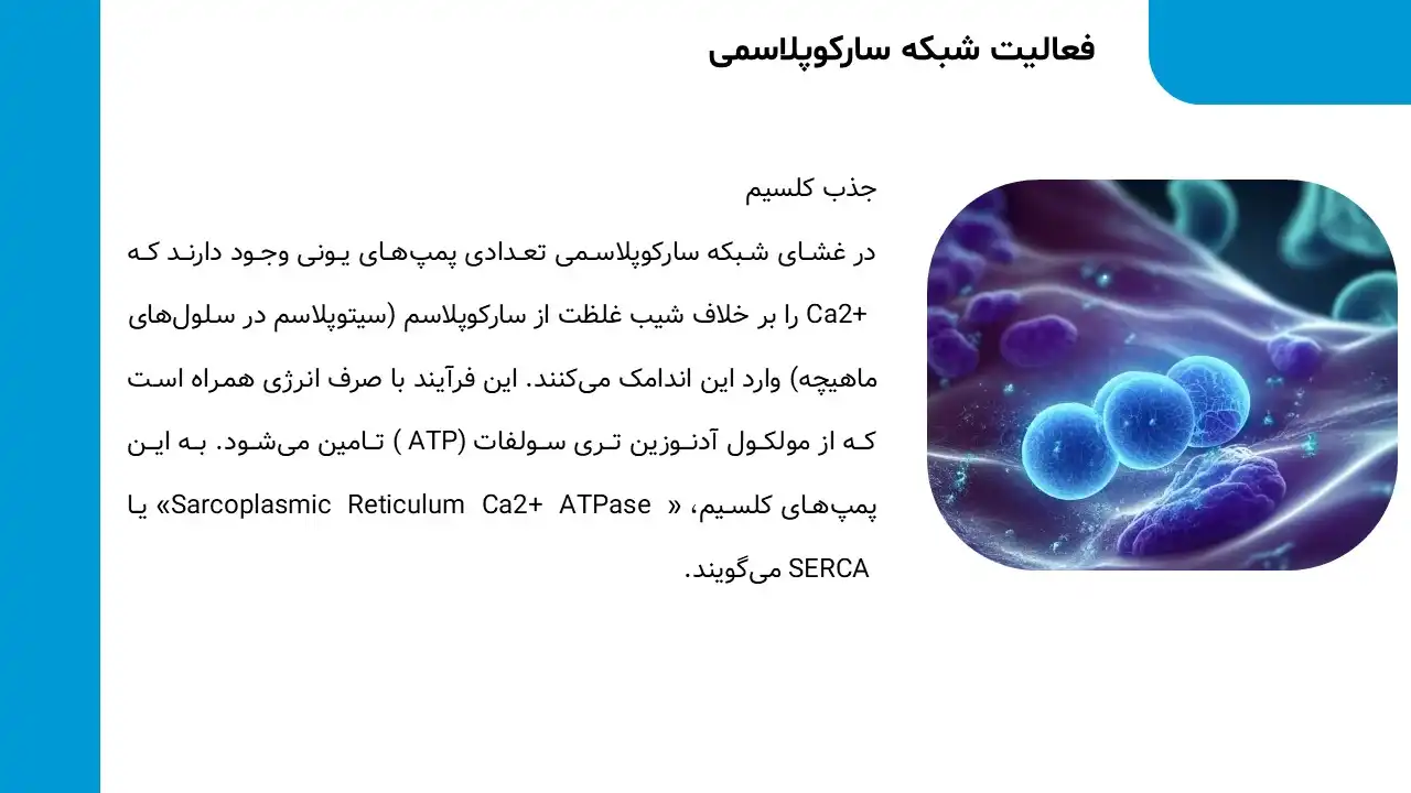 پاورپوینت شبکه سارکوپلاسمی