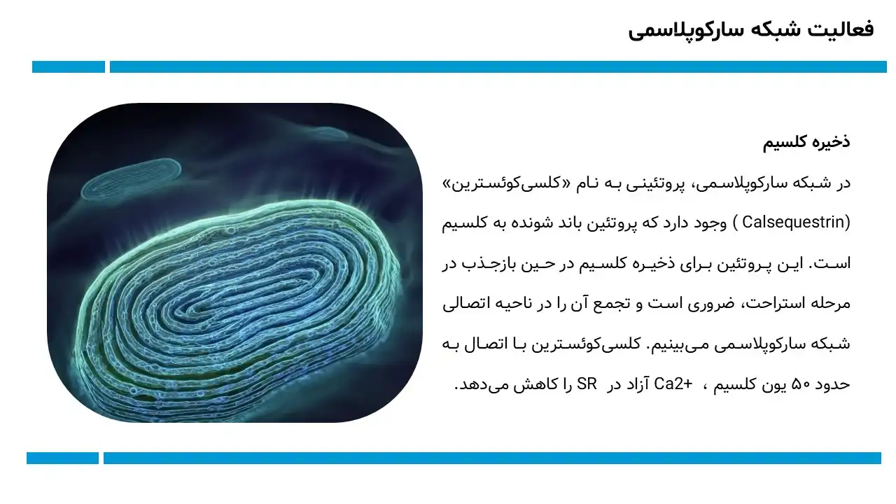 پاورپوینت شبکه سارکوپلاسمی