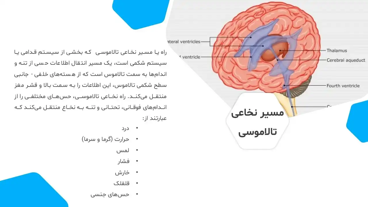 پاورپوینت نخاع و طناب نخاعی