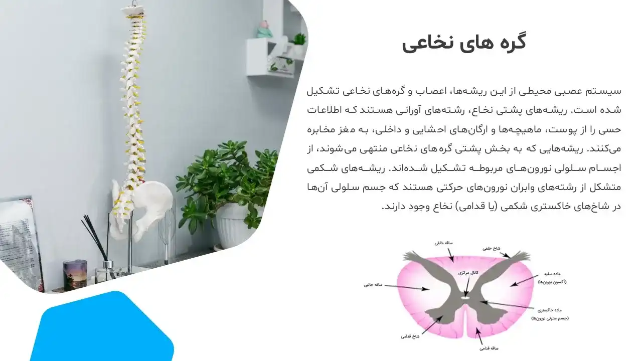پاورپوینت نخاع و طناب نخاعی