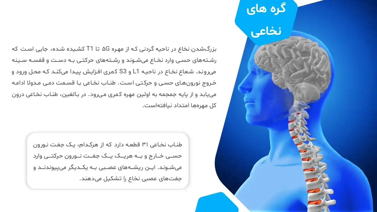 پاورپوینت نخاع و طناب نخاعی