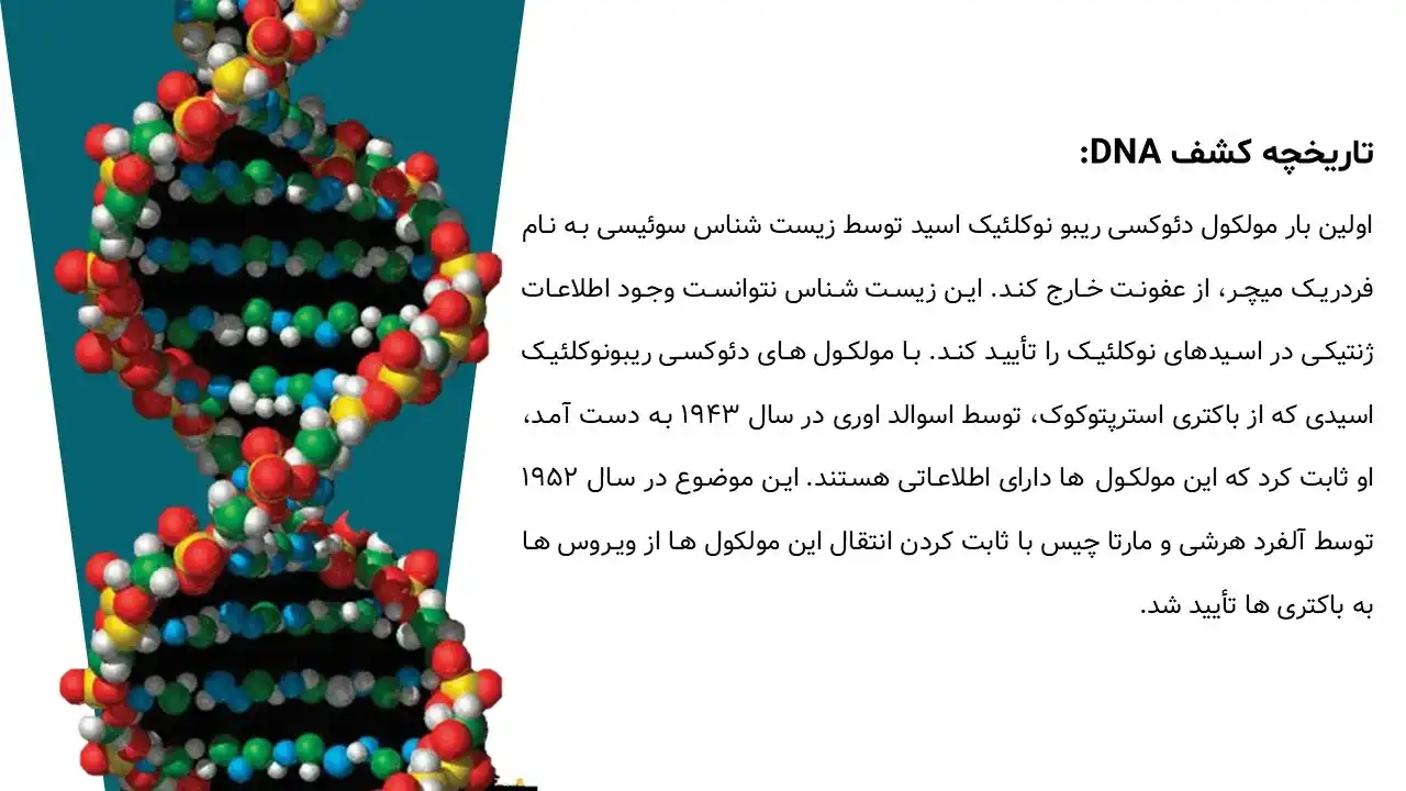 پاورپوینت ساختار و عملکرد مولکول DNA