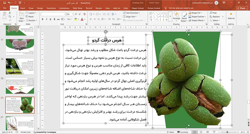 walnut-flowering-powerpoint-02 پاورپوینت گل دهی گردو