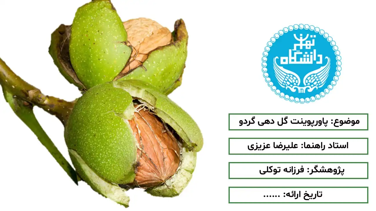walnut-flowering-powerpoint-03 پاورپوینت گل دهی گردو