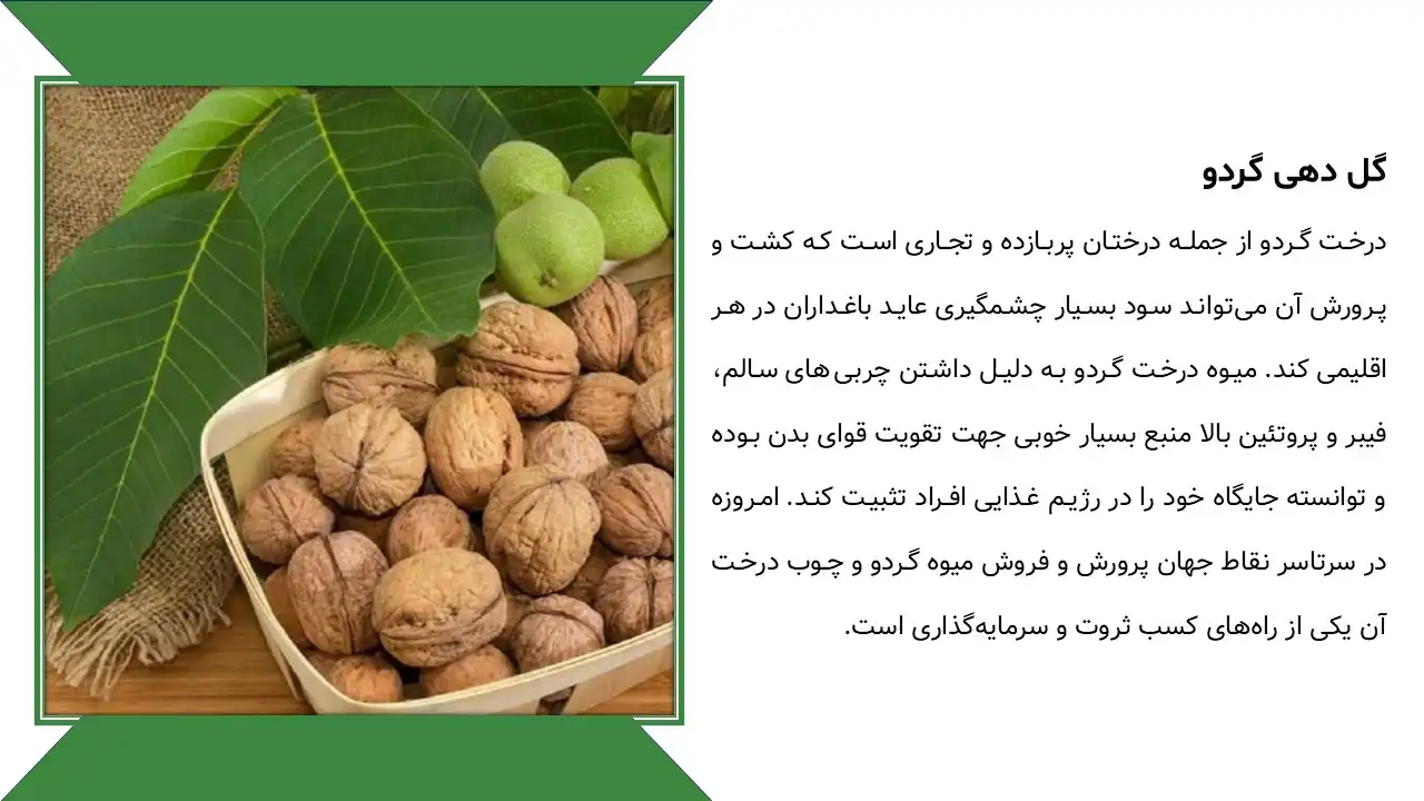 walnut-flowering-powerpoint-04 پاورپوینت گل دهی گردو