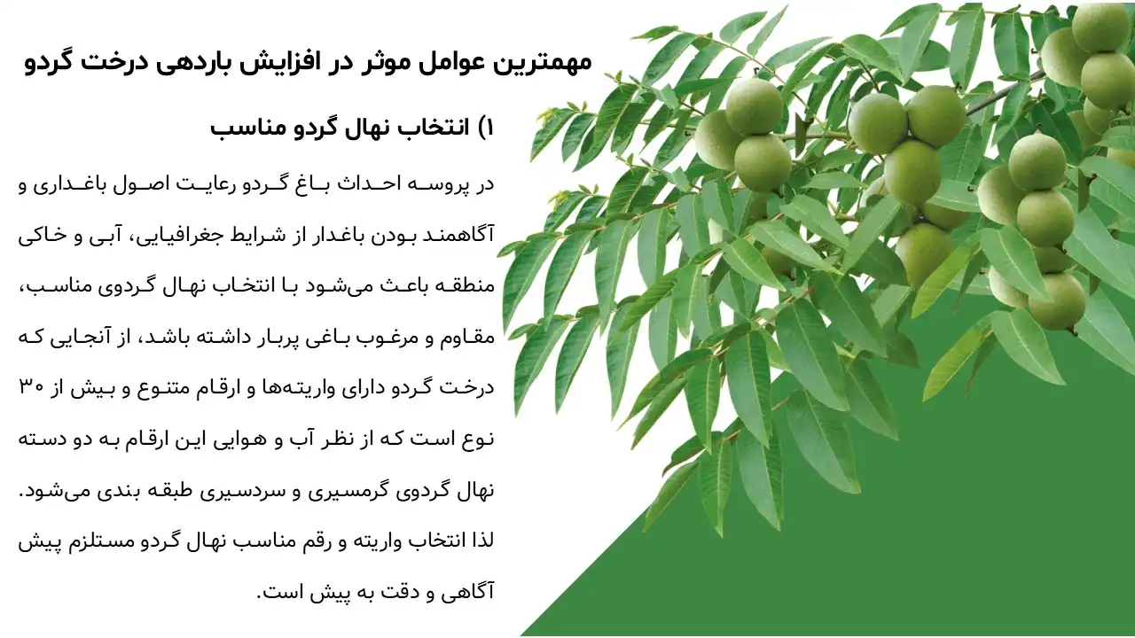 walnut-flowering-powerpoint-05 پاورپوینت گل دهی گردو