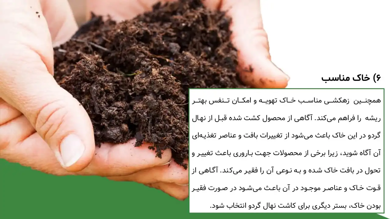 walnut-flowering-powerpoint-07 پاورپوینت گل دهی گردو