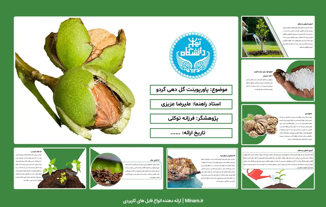 پاورپوینت گل دهی گردو