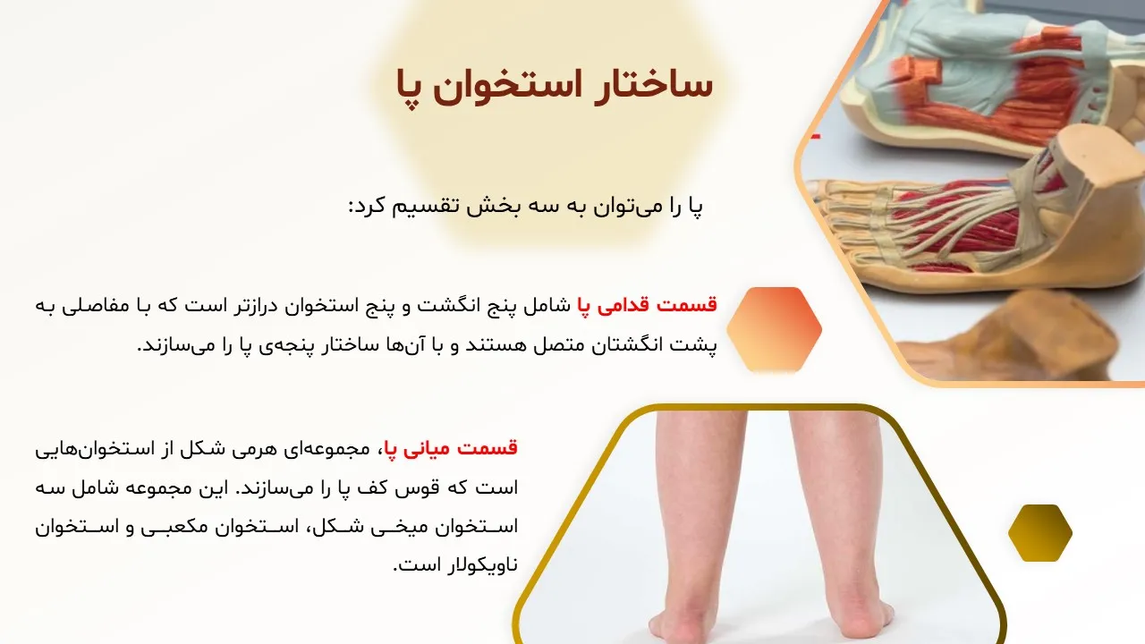 پاورپوینت صافی کف پا