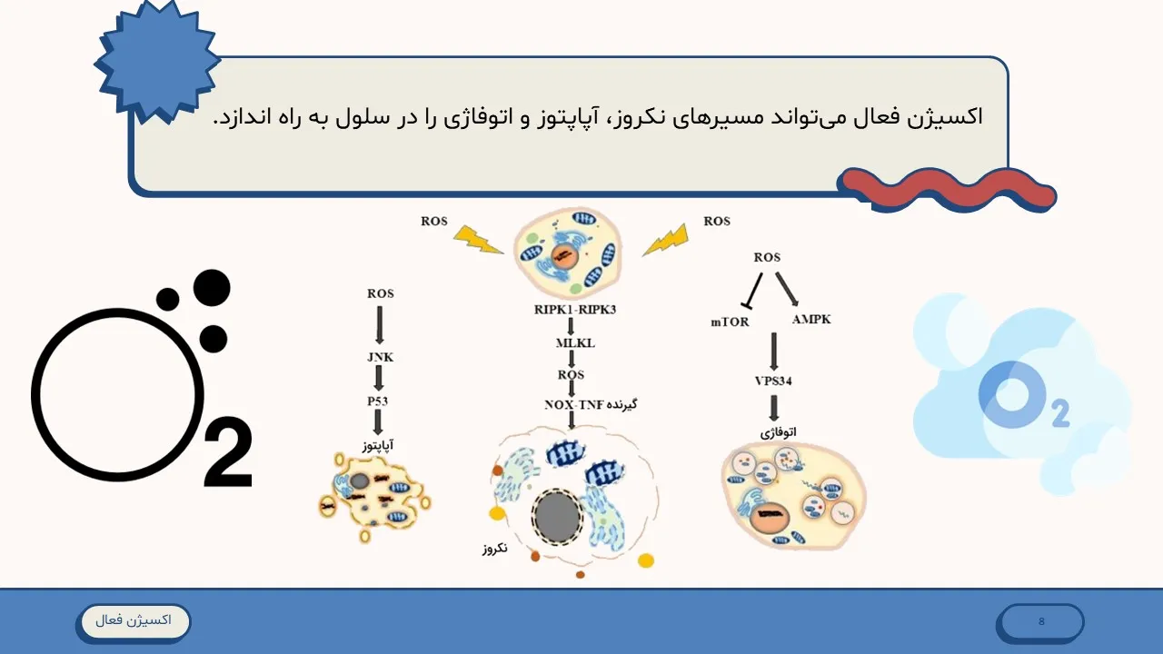 active-oxygen-powerpoint-09 پاورپوینت اکسیژن فعال