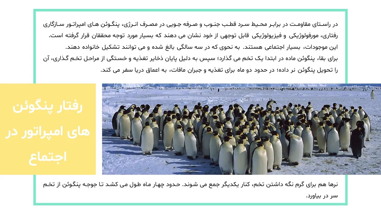 emperor-penguin-clony-algorithm-powerpoint-06 پاورپوینت الگوریتم کلونی پنگوئن های امپراتور