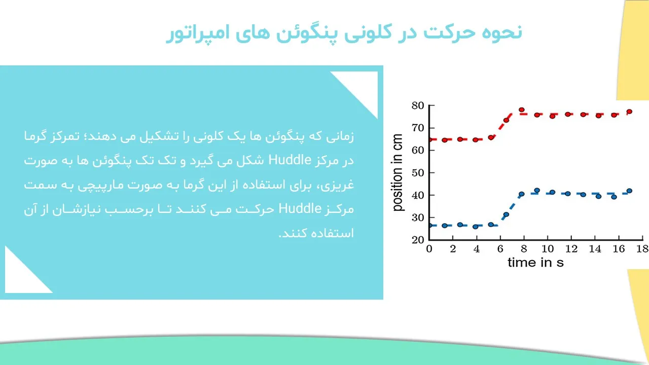 emperor-penguin-clony-algorithm-powerpoint-07 پاورپوینت الگوریتم کلونی پنگوئن های امپراتور