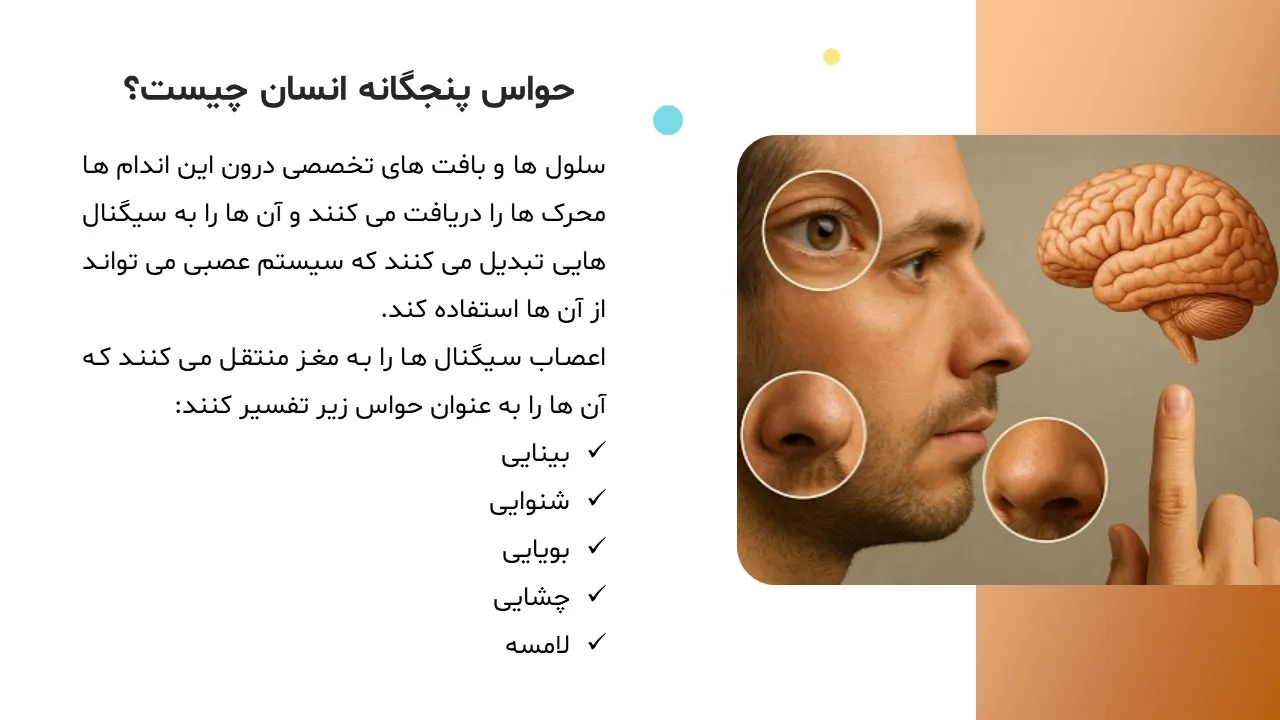five-human-senses-powerpoint-05 پاورپوینت حواس پنجگانه انسان