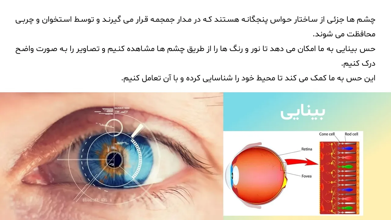 five-human-senses-powerpoint-06 پاورپوینت حواس پنجگانه انسان