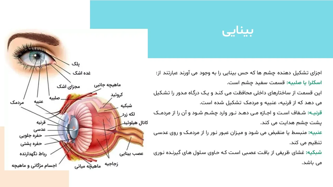 five-human-senses-powerpoint-07 پاورپوینت حواس پنجگانه انسان