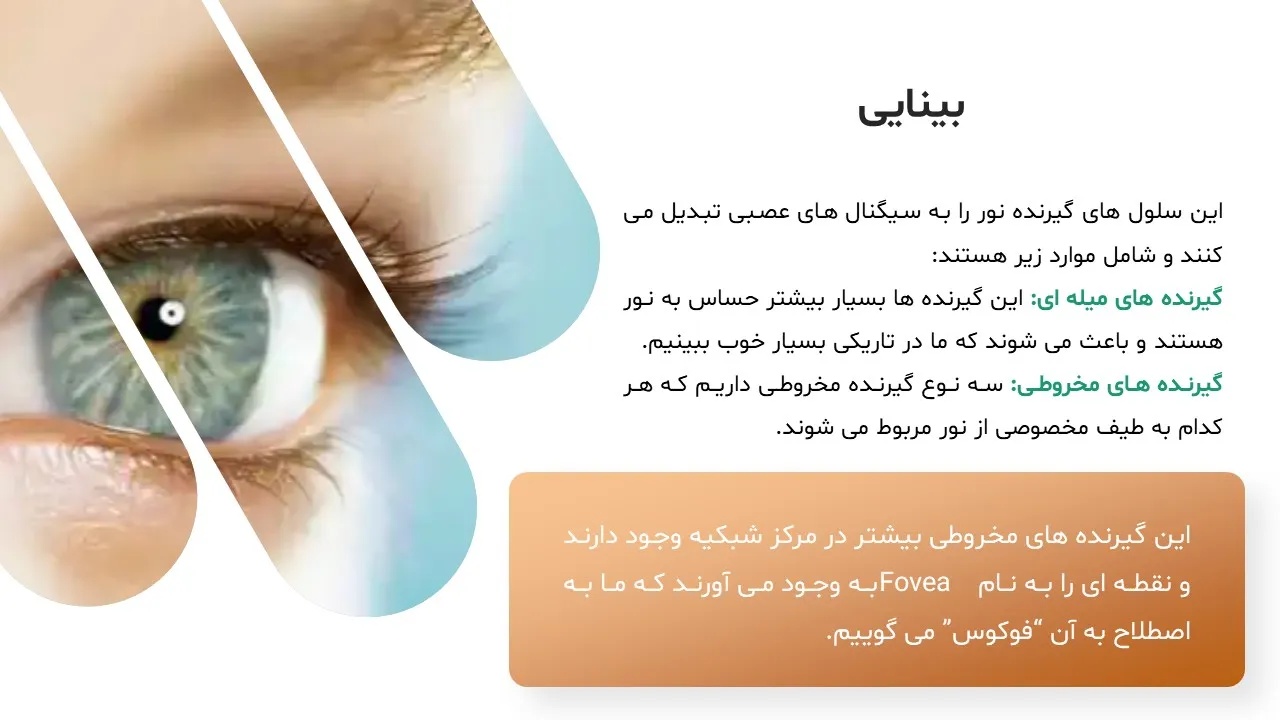 five-human-senses-powerpoint-08 پاورپوینت حواس پنجگانه انسان