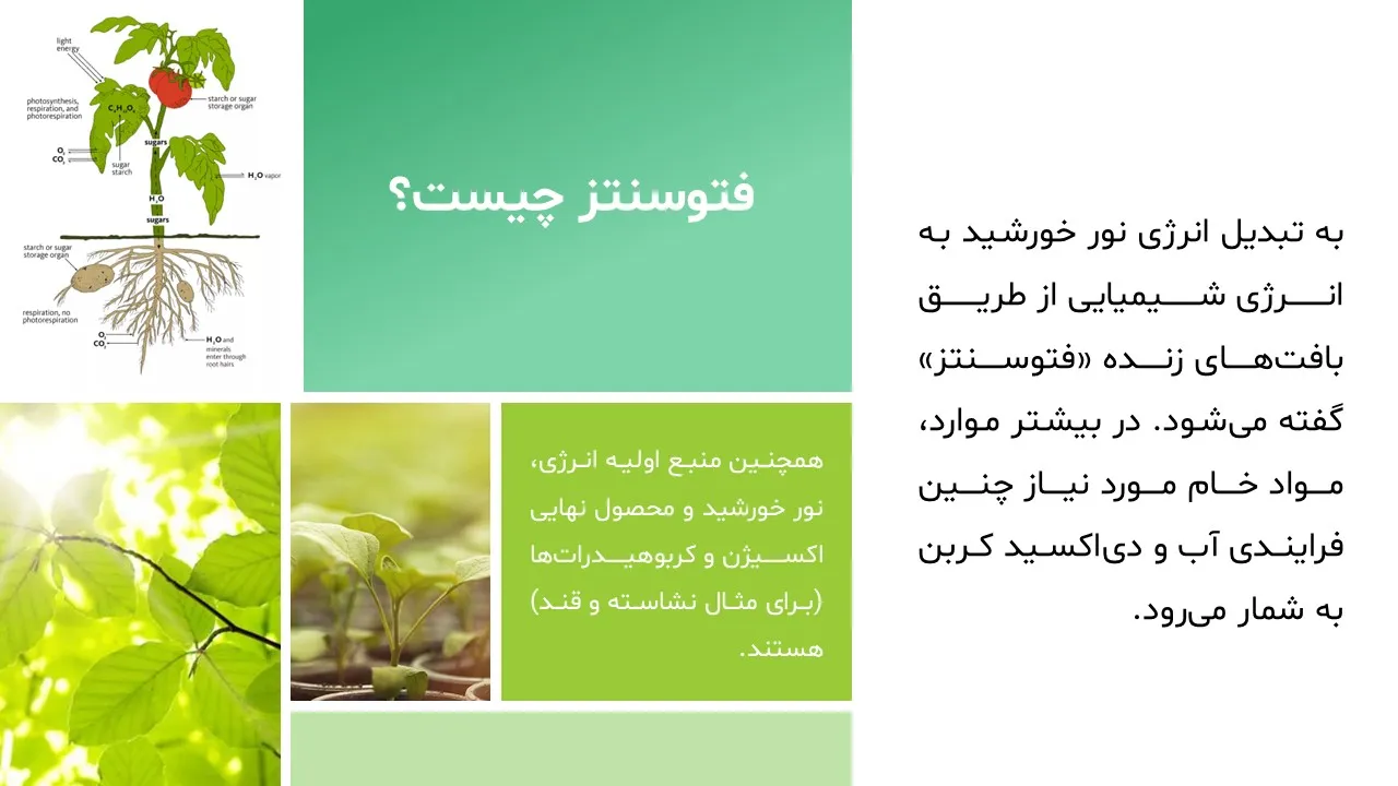 photosynthesis-powerpoint-04 پاورپوینت فتوسنتز
