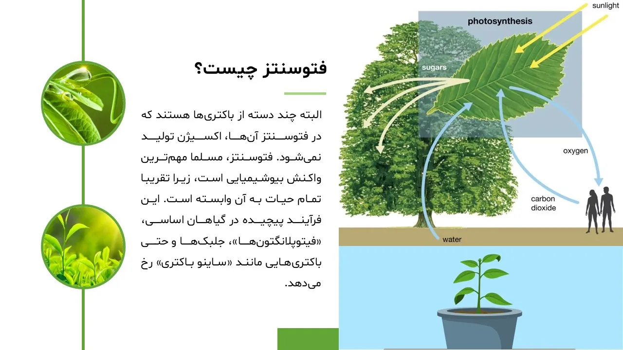 photosynthesis-powerpoint-05 پاورپوینت فتوسنتز