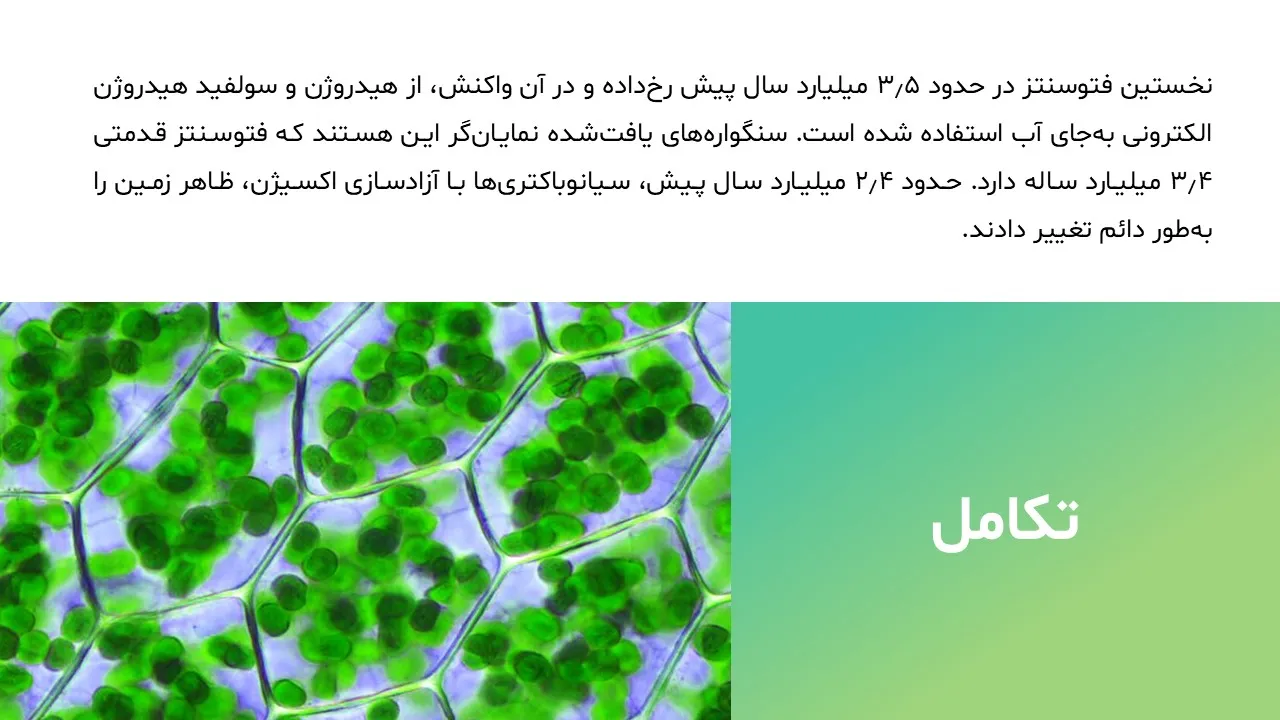 photosynthesis-powerpoint-06 پاورپوینت فتوسنتز