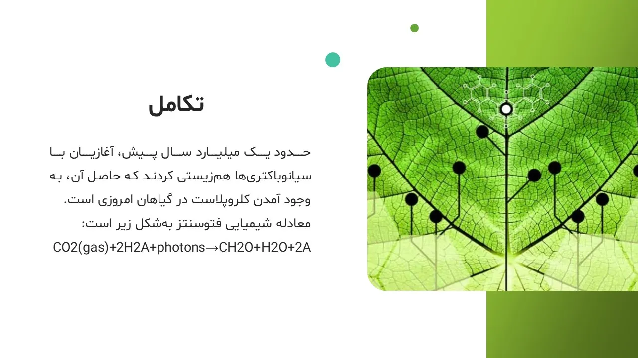 photosynthesis-powerpoint-07 پاورپوینت فتوسنتز
