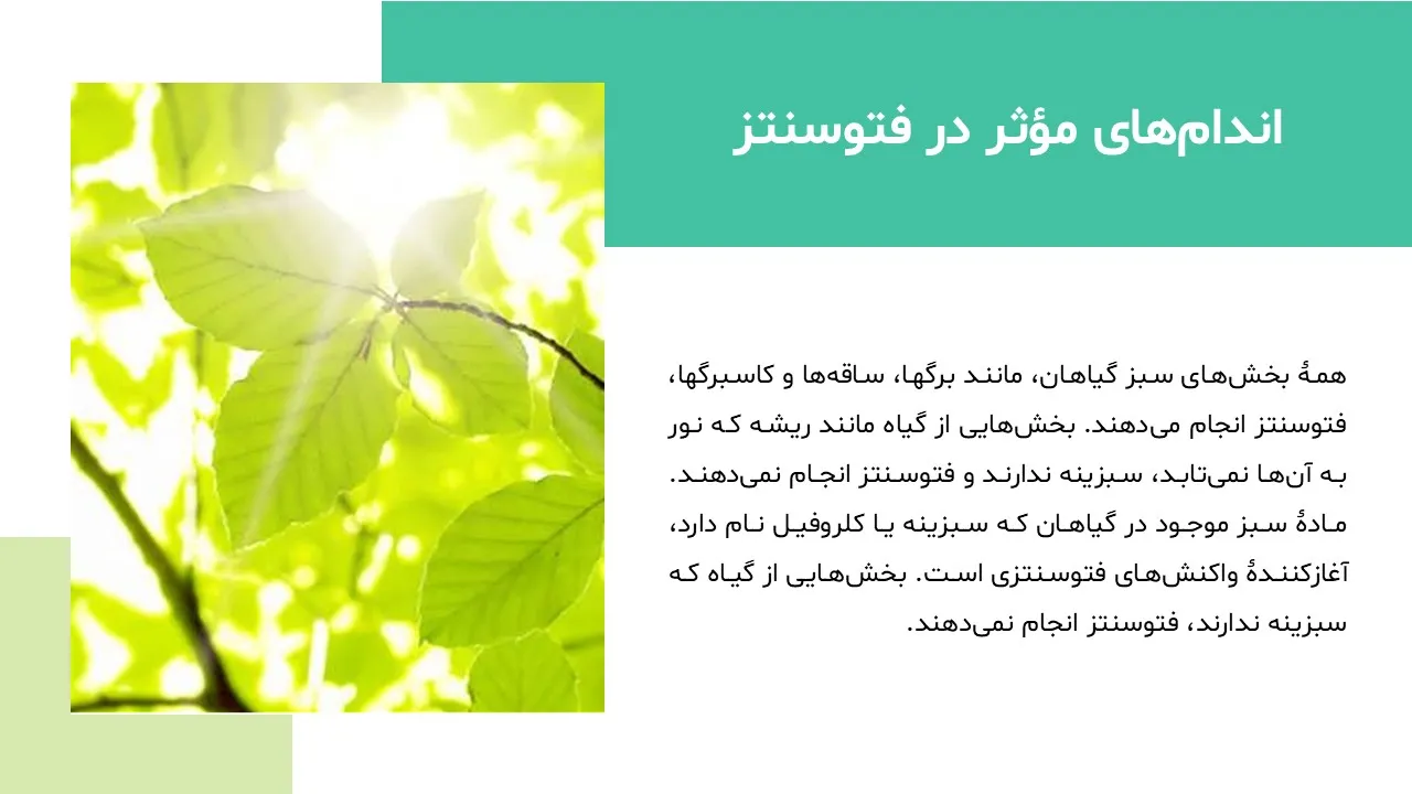 photosynthesis-powerpoint-08 پاورپوینت فتوسنتز