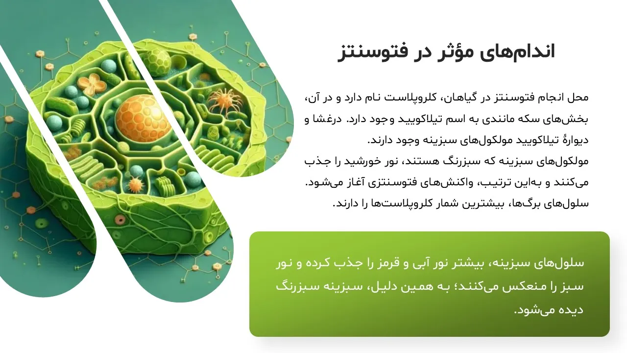 photosynthesis-powerpoint-09 پاورپوینت فتوسنتز
