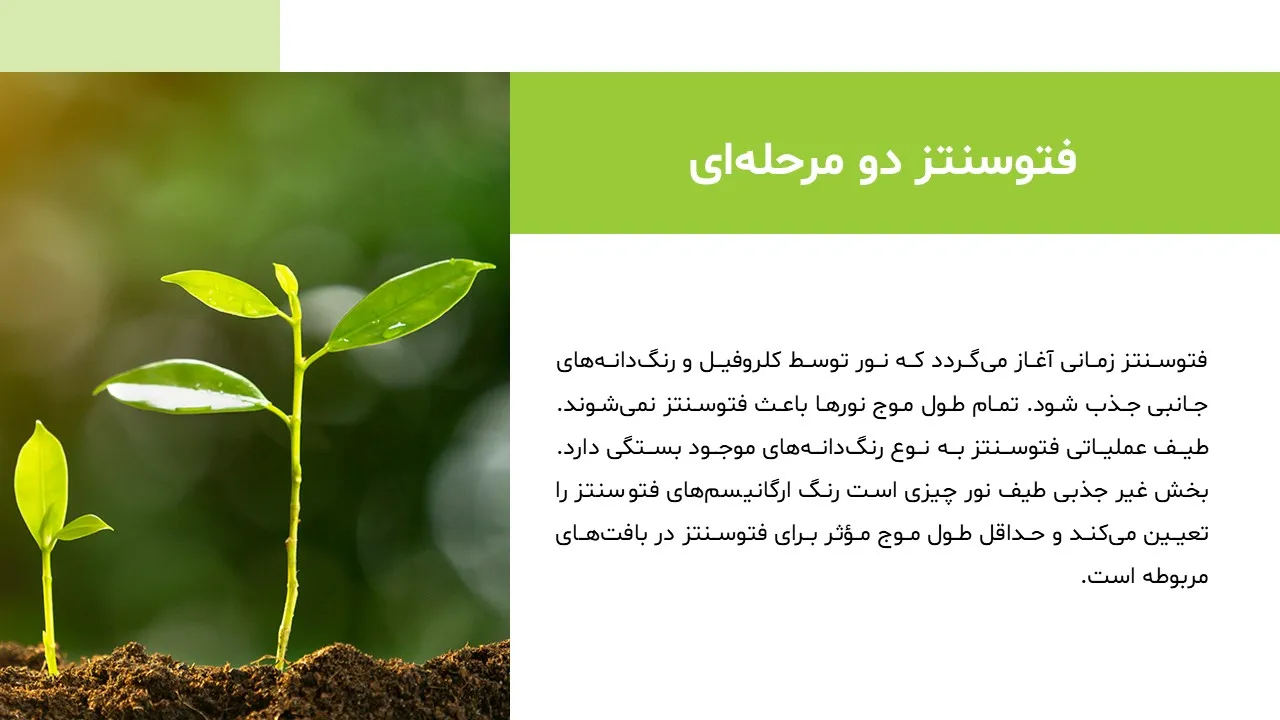 photosynthesis-powerpoint-10 پاورپوینت فتوسنتز