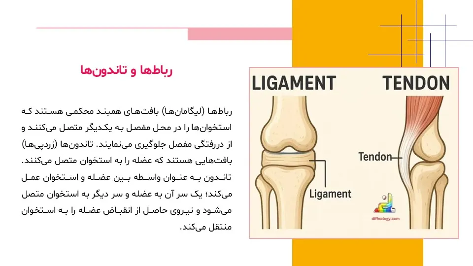 پاورپوینت سیستم حرکتی بدن