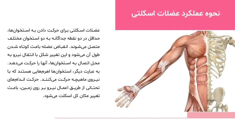 پاورپوینت سیستم حرکتی بدن