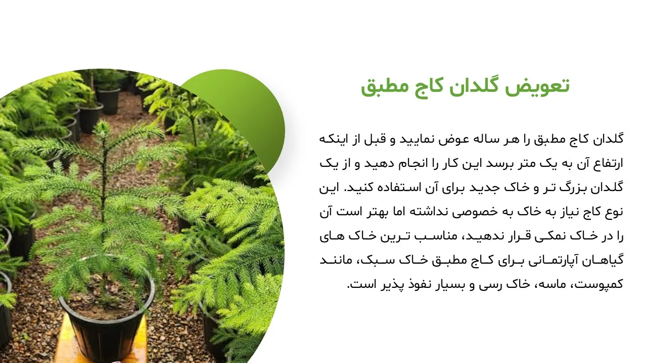 pine-tree-powerpoint-03 پاورپوینت کاج مطبق