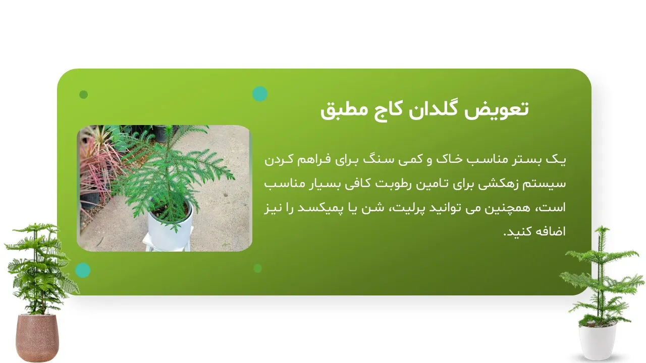pine-tree-powerpoint-04 پاورپوینت کاج مطبق