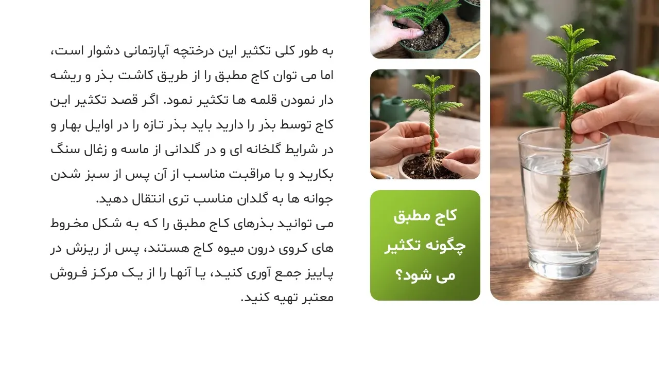 pine-tree-powerpoint-05 پاورپوینت کاج مطبق