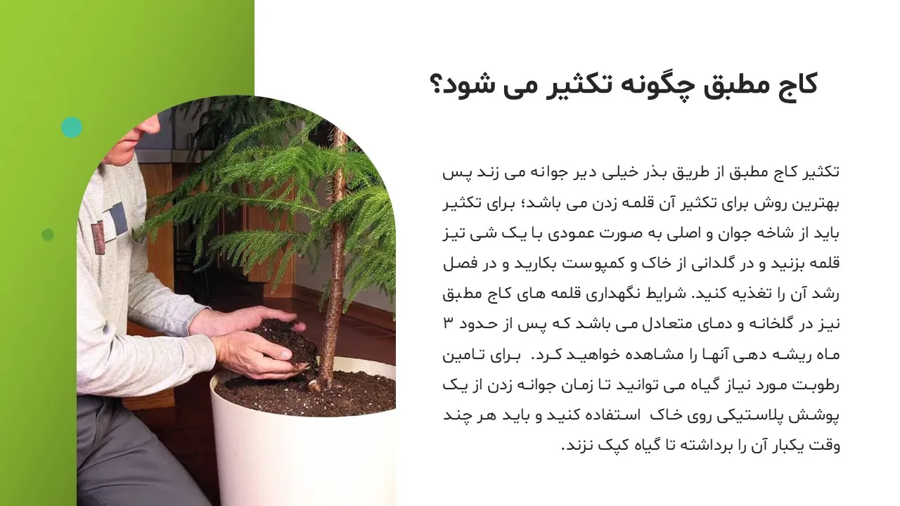pine-tree-powerpoint-06 پاورپوینت کاج مطبق