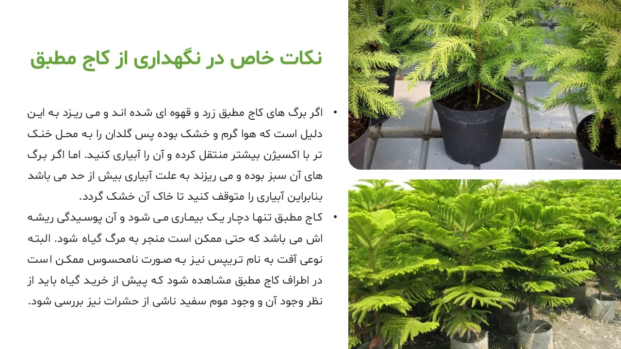 pine-tree-powerpoint-07 پاورپوینت کاج مطبق