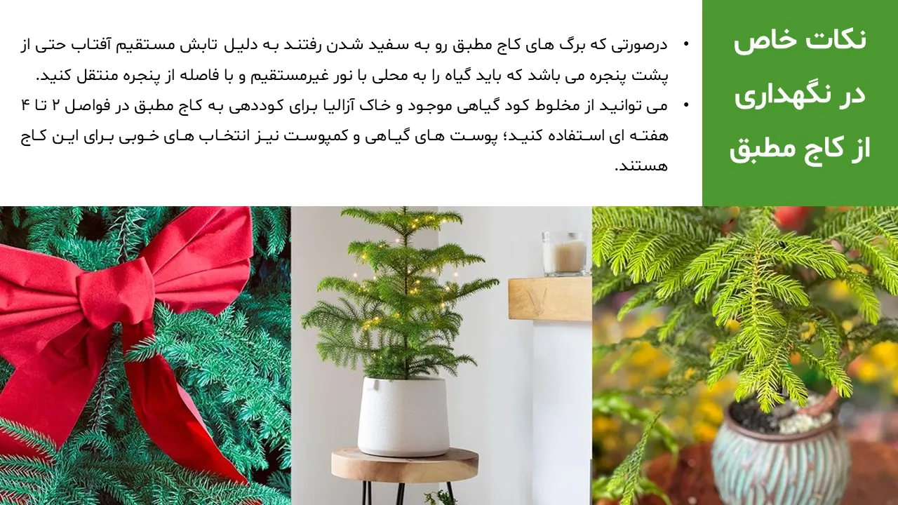 pine-tree-powerpoint-08 پاورپوینت کاج مطبق