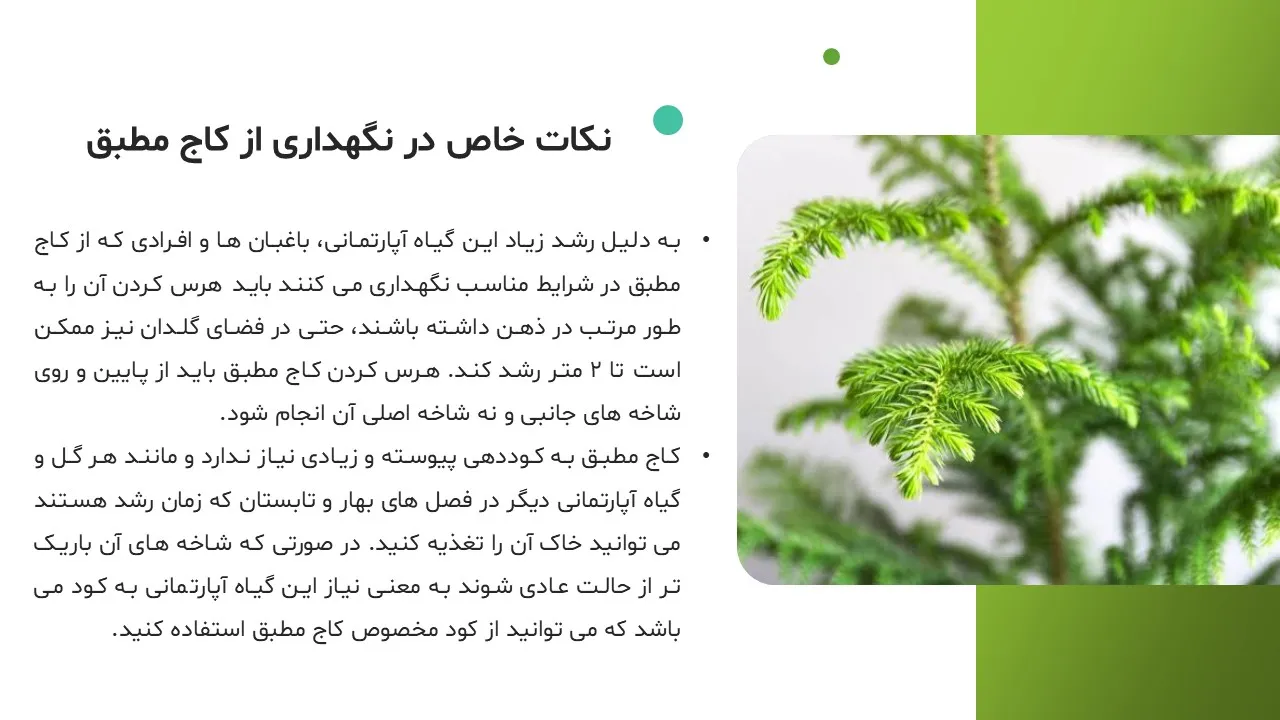 pine-tree-powerpoint-09 پاورپوینت کاج مطبق