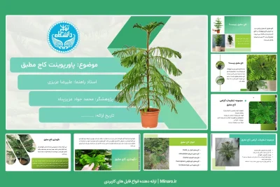 پاورپوینت کاج مطبق