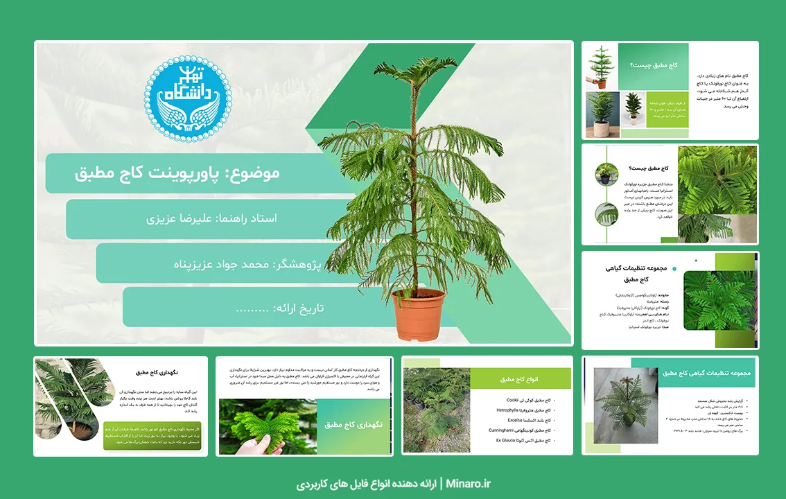 پاورپوینت کاج مطبق